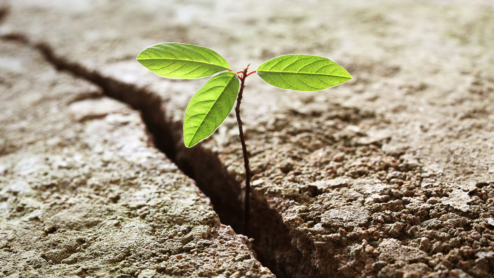 A tree growing from a crack between two pieces of concrete